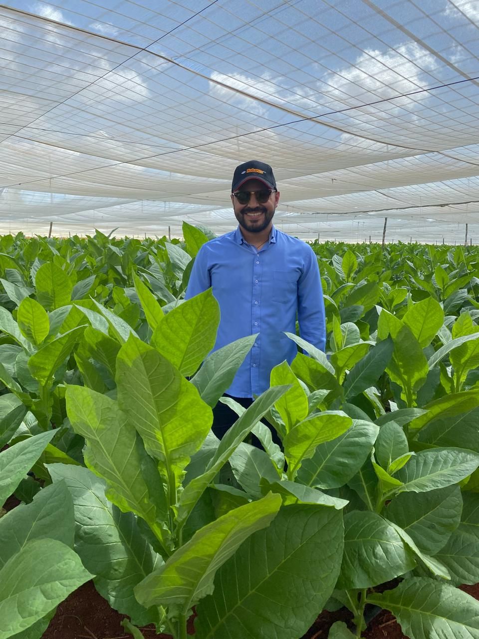 Alejandro entre plantas de tabaco bajo el tapado de una vega cubana