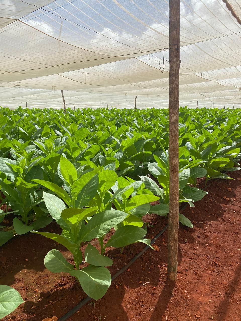 Plantas de tabaco bajo una malla de sombra sobre tierra roja